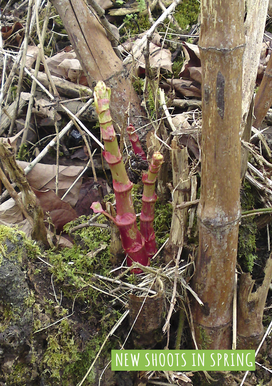 01JK Asparagus like Spring shoots