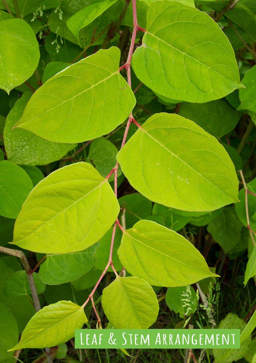 06JK Summer Stem Leaves