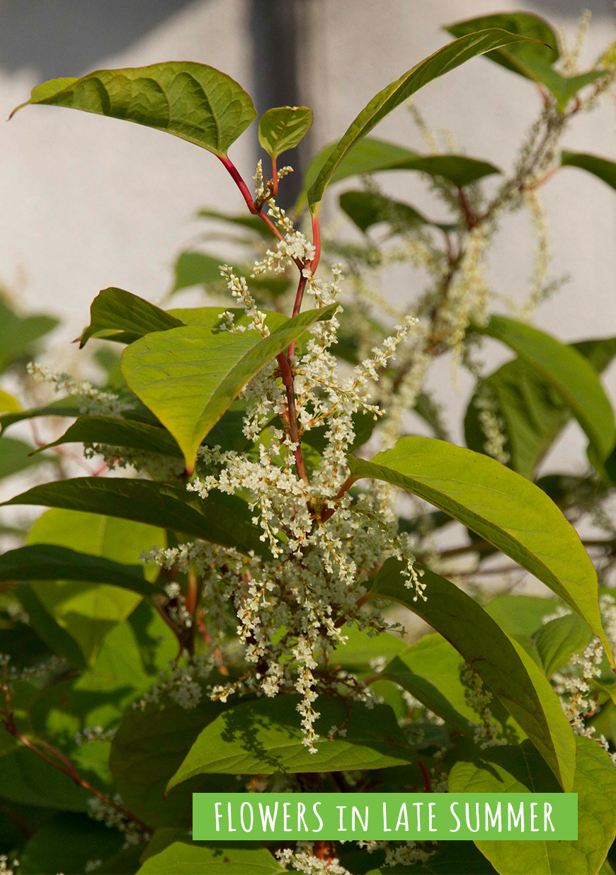 Creamy clusters of Summer flowers